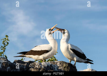 Nazca booby, Sula granti, coppia preening reciprocamente a Punta Suarez, Isla Española, Galápagos, Ecuador. Foto Stock