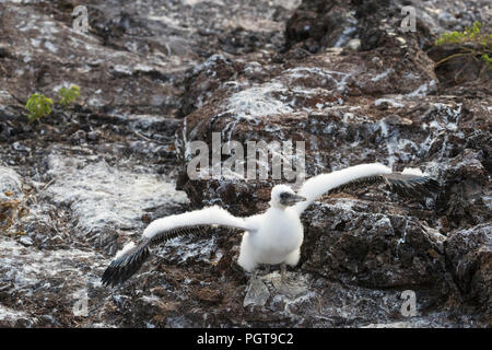 Nazca booby, Sula granti, roverella pulcino su Isola Genovesa, Galápagos, Ecuador. Foto Stock