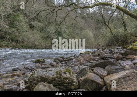 Vista di pietre di un fiume in un bosco verde Foto Stock