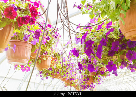 Fioritura fuchsia in vasi, irrigazione in una serra, di produzione e di coltivazione di fiori Foto Stock