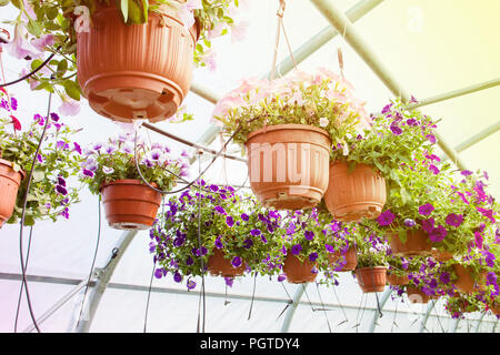 Fioritura fuchsia in vasi, irrigazione in una serra, di produzione e di coltivazione di fiori Foto Stock