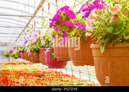 Fioritura fuchsia in vasi, irrigazione in una serra, di produzione e di coltivazione di fiori Foto Stock