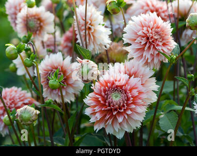 Un sacco di crisantemi di bianco e di medie dimensioni con petali di colore bianco e rosso-arancione-rosa anime, delicato colore, crescono nel giardino è naturale, Foto Stock