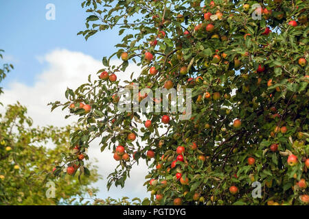 Apple i rami degli alberi con un gran numero di mele contro il cielo blu e nuvole, frutti di colore rosso, verde, giallo e sfumature di colore, il raccolto Foto Stock