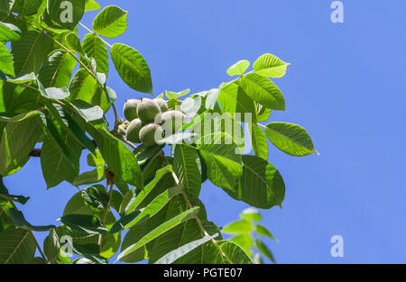 Il verde dei frutti del dado Manchurian crescere su un ramo circondato dal verde fogliame, un mazzetto di frutti e foglie verdi contro un cielo blu, un soleggiato Foto Stock