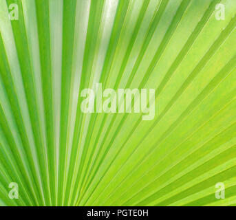 Parte di un verde foglia di palma come uno sfondo, un tessuto leggero con qualche ombra sulla parte superiore e laterale, soleggiata vista di una pianta tropicale Foto Stock