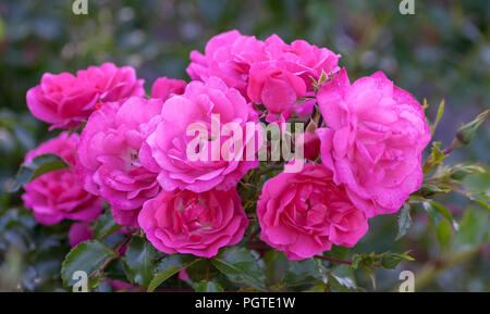 Grado di rose heidetraum, semi-doppio, a forma di coppa e fiori di denso di colore rosa, rosa di colore rosa intenso, Foto Stock