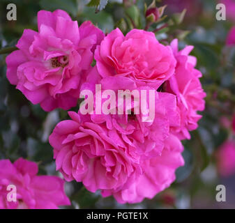 Grado di rose heidetraum, semi-doppio, a forma di coppa e fiori di denso di colore rosa, rosa di colore rosa intenso, un ramo con sette fiori in piena fioritura Foto Stock