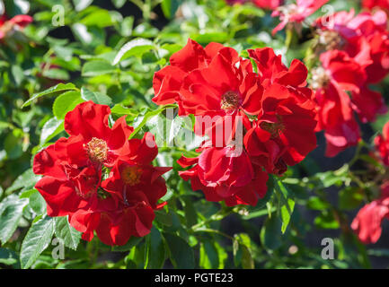 Grado bassino royal rose, due arbusti di piante, di un colore rosso vivo, un mazzo di fiori in piena fioritura, illuminato dal sole, un giorno di estate, crescendo in giardino Foto Stock