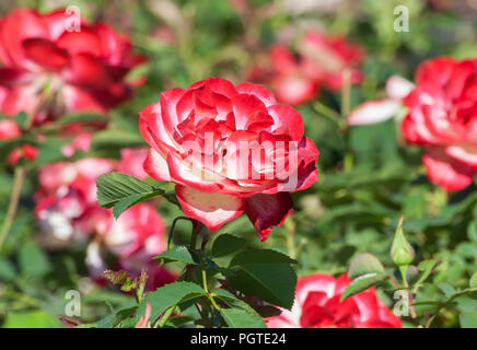 Grado jubile du prince de monaco, bella bianca con rosa rosa nel parco al centro della foto, giornata estiva, un fiore in piena fioritura Foto Stock