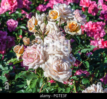 Rose dolce miele il cluster sul ramo di miele e fiori di colore giallo e di colore giallo brillante gemme, l'impianto è illuminato dal sole che cresce in giardino, luce diurna, Foto Stock