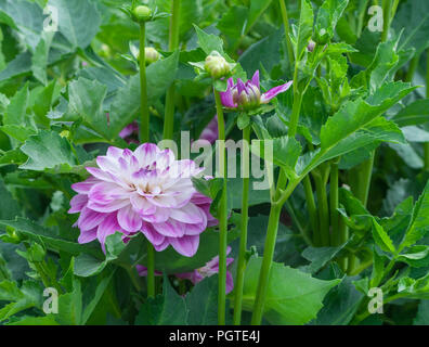 Asteraceae dahlia cultorum grado acquerello bianco-lilla grande fiore da soli in piena fioritura e bud sullo sfondo del fogliame verde molti fiori Foto Stock