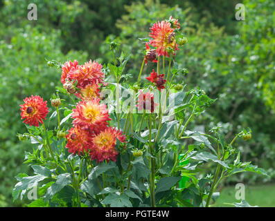 Asteraceae dahlia cultorum grado wildcat arancio-rosso dei fiori aestri in Fiore e boccioli contro lo sfondo di foglie verdi e alberi Foto Stock