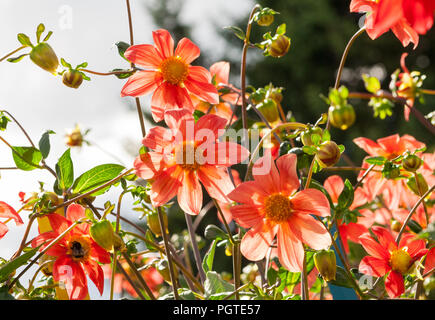 Molti fiori arancioni e gemme aster con sottili petali di colore arancione con nucleo di colore giallo in presenza di luce solare contro lo sfondo di alberi e cielo bianco, Foto Stock