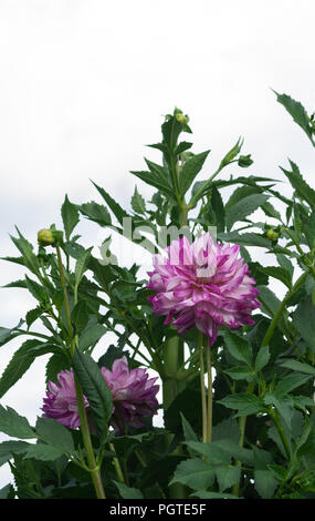 Asteraceae dahlia cultorum grado che la connessione DUN, bianco-lilla bellissimo grande fiore aster circondato dal verde fogliame denso su uno sfondo di colore blu Foto Stock