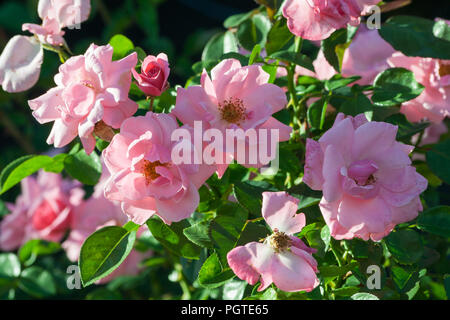 Grado di rose armada, cespuglio di rose con un sacco di grandi fiori di colore rosa, illuminate dalla luce del sole in un giorno di estate, sullo sfondo di un fogliame verde scuro, alcuni fiori Foto Stock