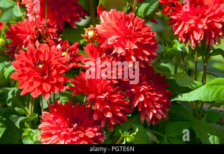 Asteraceae dahlia cultorum grado Oskars, rosso brillante con strisce bianche sulle punte dei petali, un sacco di fiori, luminoso verde fogliame, soleggiato Foto Stock