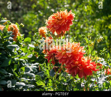 Asteraceae dahlia cultorum grado gladiator, luminoso rosso-arancio-gradazioni di giallo, con un sacco di fiori, luminoso verde fogliame, luce solare, naturalmente crescente Foto Stock