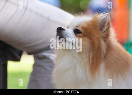 Un ritratto di un Pomerania Spitz bianca e di colore marrone, sullo sfondo di un uomo è la gamba dei pantaloni, seduta su una panchina, piccoli occhi neri, un soffice Foto Stock