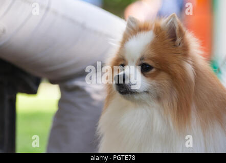 Un ritratto di un Pomerania Spitz bianca e di colore marrone, contro lo sfondo di un uomo è la gamba dei pantaloni, seduta su una panchina, piccoli occhi neri, Foto Stock