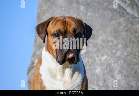 Cane di razza boxer tedesco maschio seduta sullo sfondo di una grande pietra e cielo blu, ritratto, grave look, guardando la telecamera, lunghe orecchie, marrone Foto Stock