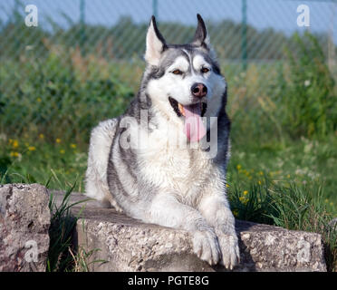 Ritratto di un cane Alaskan Malamute giace sulle pietre di grandi dimensioni attorno alla quale è avvolta una verde erba, sullo sfondo di una recinzione a griglia, un animale guarda nella telecamera, Foto Stock