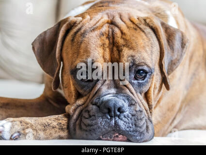 Ritratto di un giovane maschio di razza boxer tedesco close-up, foto luminose, bello cane, intelligente uno sguardo alla telecamera, di colore bruno con lunghe orecchie, Foto Stock