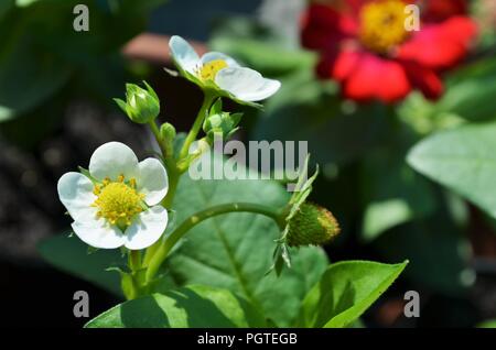 Primo piano di una fragola fiore in un giardino fioritura durante la primavera Foto Stock