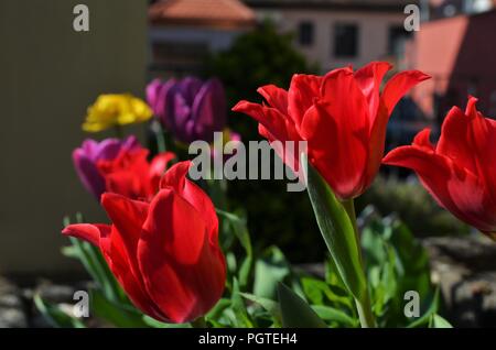 Rosso e viola i tulipani in un cortile anteriore in un villaggio durante la primavera Foto Stock