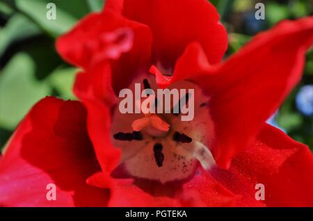 All'interno di un rosso tulipano in close up e dal punto di vista di cui sopra Foto Stock