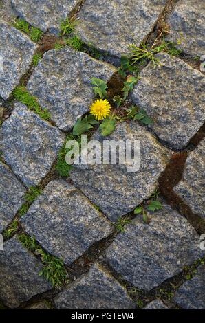 Piccolo tarassaco crescente tra acciottolato in primavera Foto Stock