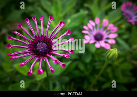 Spider viola osteospermum fiore in fiore contro un lussureggiante sfondo verde Foto Stock