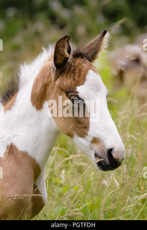 Un simpatico pony giovane puledro ritratto di testa, il mantello di colore pinto con modelli di tobiano anche chiamato skewbald Foto Stock