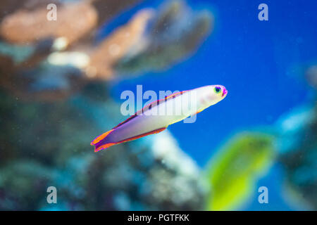 Pesce Nemateleotris decora - Elegante firefish, saltwater Foto Stock