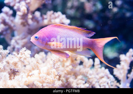 Pesce Pseudanthias squamipinnis - Sea goldie, saltwter Foto Stock