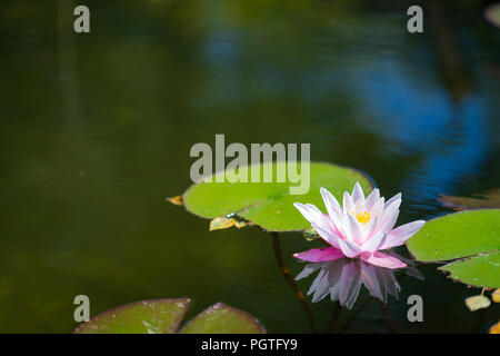 Nymphaea alba - fiore su l'acqua Foto Stock