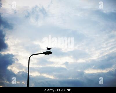 Gabbiano appoggiato su un palo della lampada. Concetto : Minimalismo in fotografia. Foto Stock