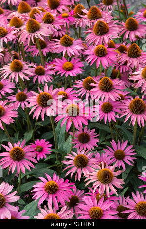 Echinacea purpurea 'Pink Shimmer'. Coneflower Foto Stock