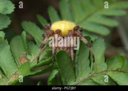 Ragno marmorizzato (Araneus marmoreus) sul bracken nel Surrey, Regno Unito Foto Stock