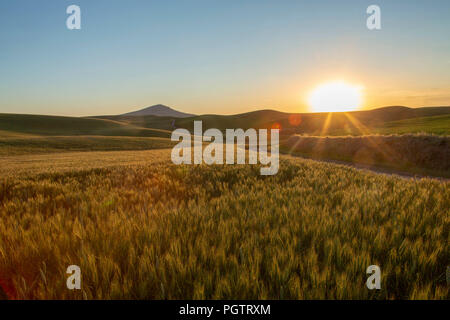 Tramonto sul campo di grano nella regione Palouse di Washington Foto Stock