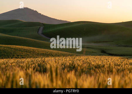 Tramonto sul campo di grano nella regione Palouse di Washington Foto Stock