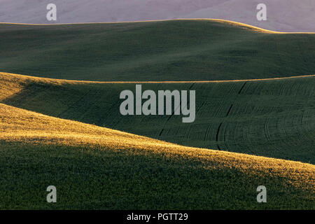 Golden campo di grano al tramonto in Pullman Washington Foto Stock