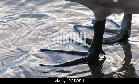 Un cigno e sommerso palmati piedi, Zurigo Foto Stock