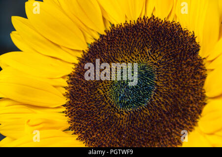 Girasole macro close-up, Dorset Foto Stock