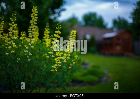 Baptisia fioritura nella primavera scorsa. Foto Stock