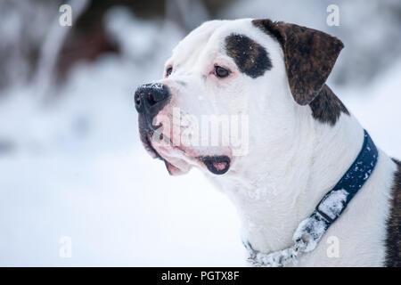 Bulldog americano nella neve Foto Stock