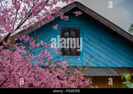 Sfondo con fiore fiori, Questo non è il tipo di fiori ciliegio spesso visto. Il suo nome scientifico è Prunus cerasoides, crescere in Asia orientale Foto Stock