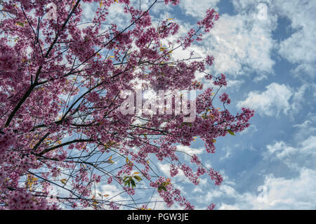 Sfondo con fiore fiori, Questo non è il tipo di fiori ciliegio spesso visto. Il suo nome scientifico è Prunus cerasoides, crescere in Asia orientale Foto Stock