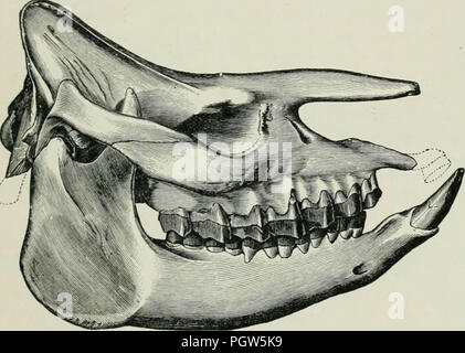 "Una guida per i fossili di mammiferi e di uccelli nel Dipartimento di Geologia e di palontology nel British Museum di storia naturale) ... Con 6 piastre e 88 text-figure" (1909) Foto Stock