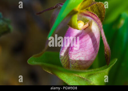 Immagine ravvicinata di un giovane rosa pianella della Madonna bloom cullati dalle foglie verdi dal suo stelo. Foto Stock